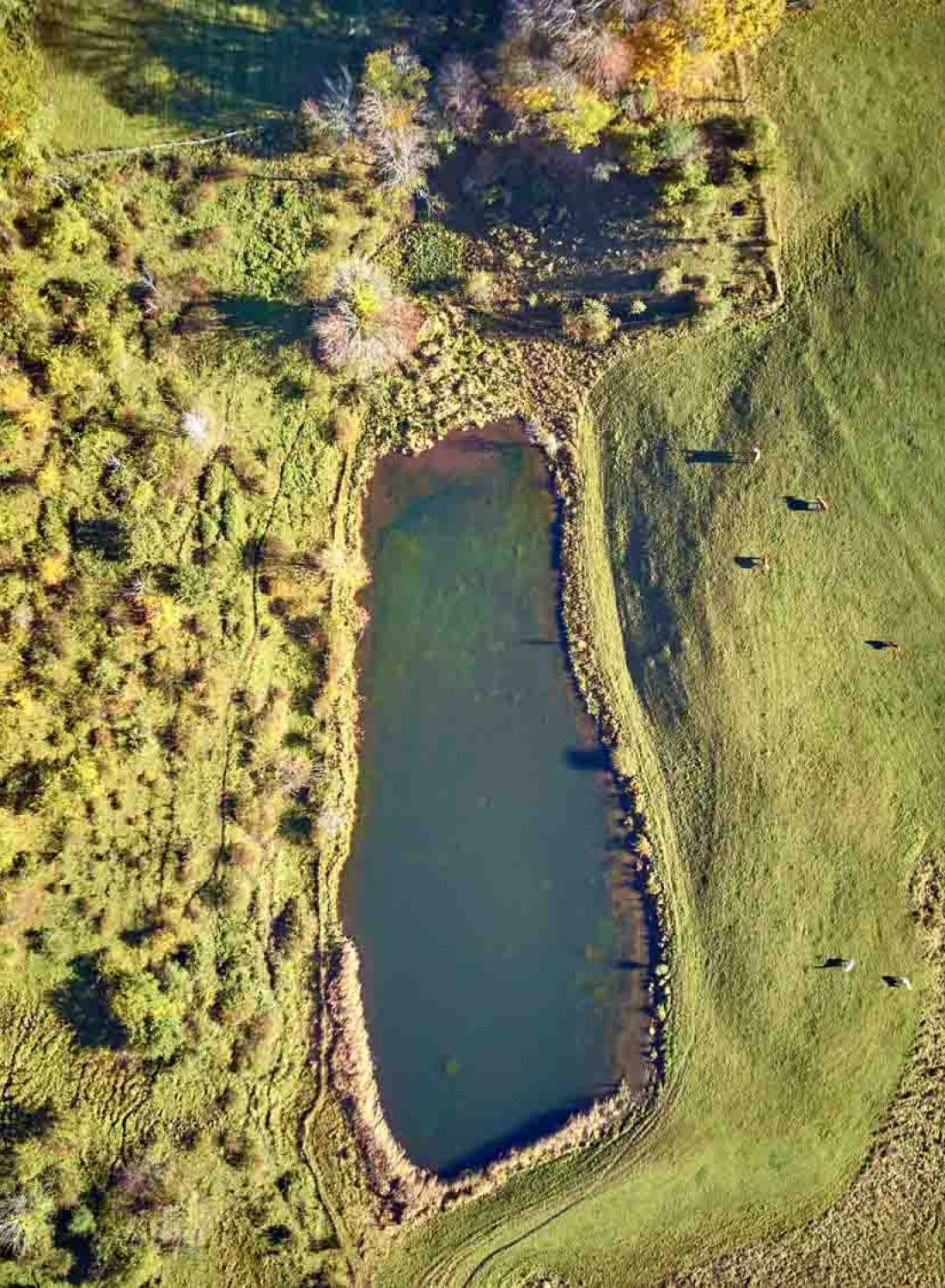 Fiechter Daksystemen Vijver Zwemvijver Zwembad aanleggen